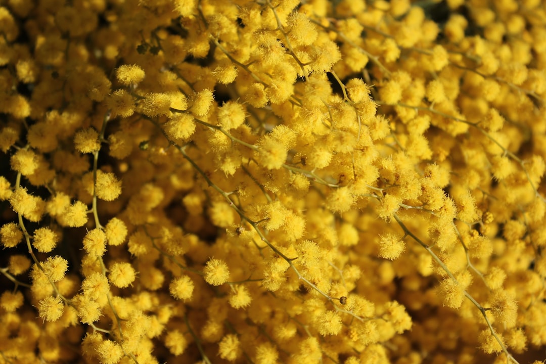 a bunch of yellow flowers that are next to each other