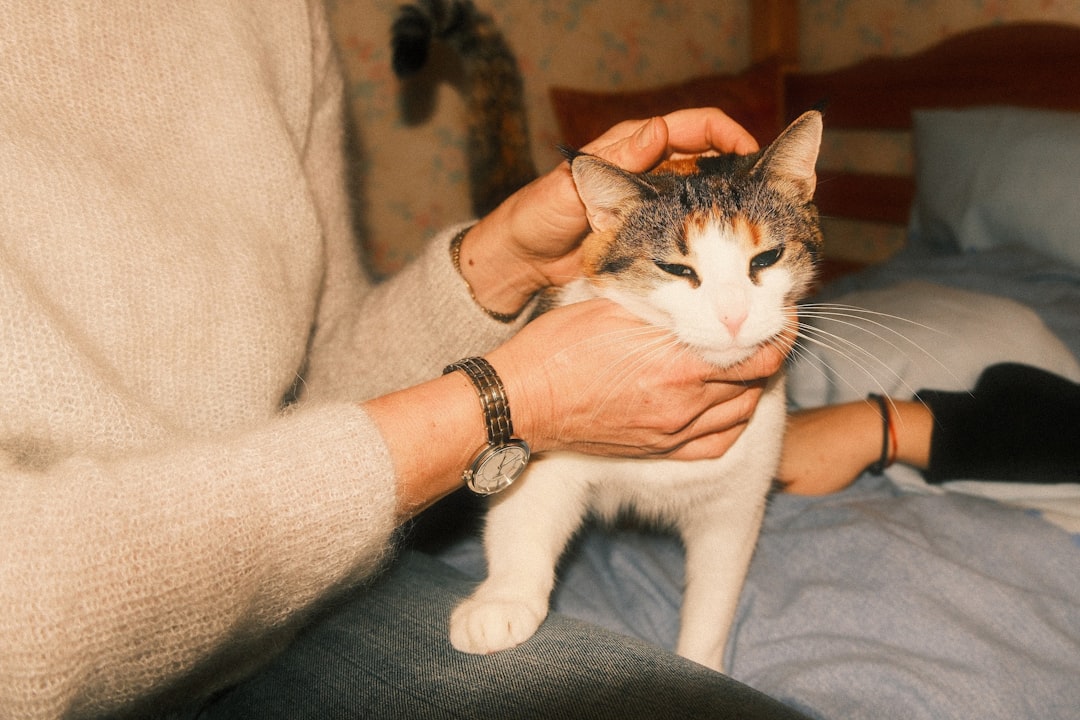 Person petting a cat on a bed