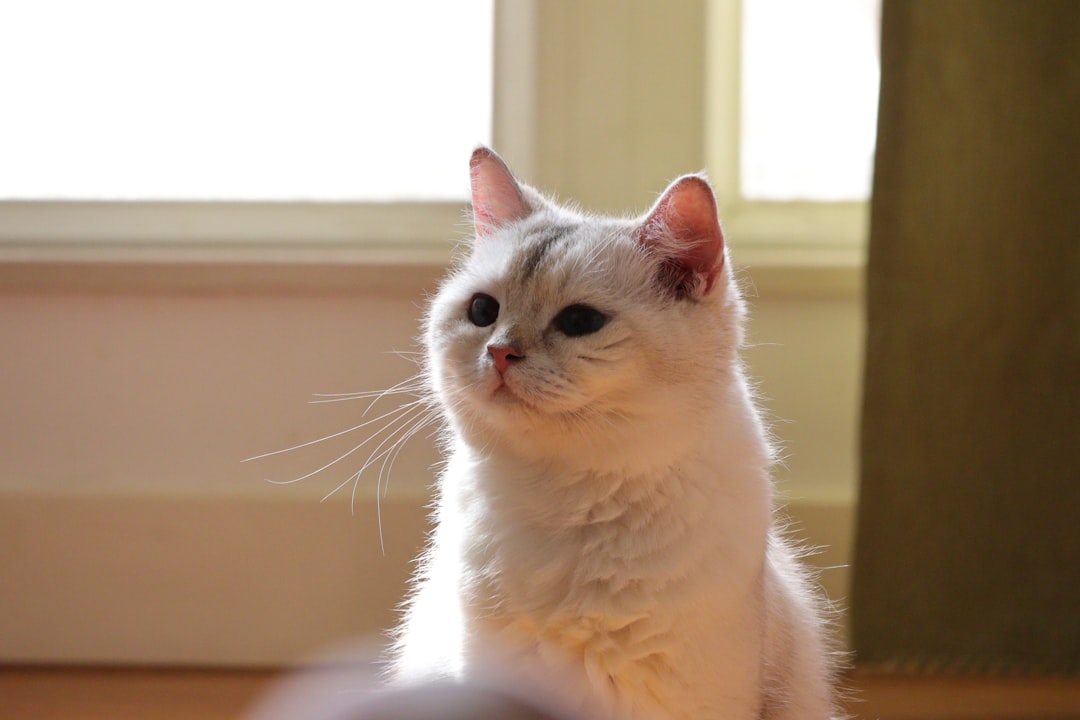 A white cat with grey markings sits indoors.