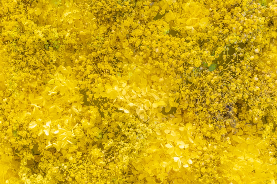 yellow leaves on the ground
