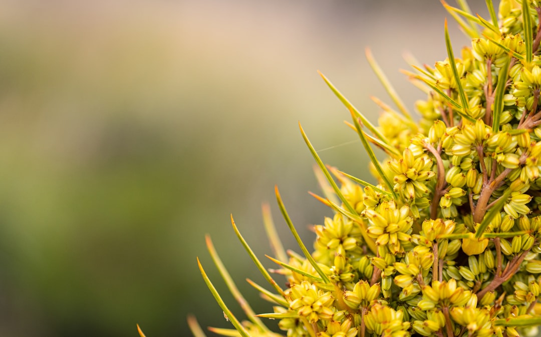 a close up of a plant with yellow flowers