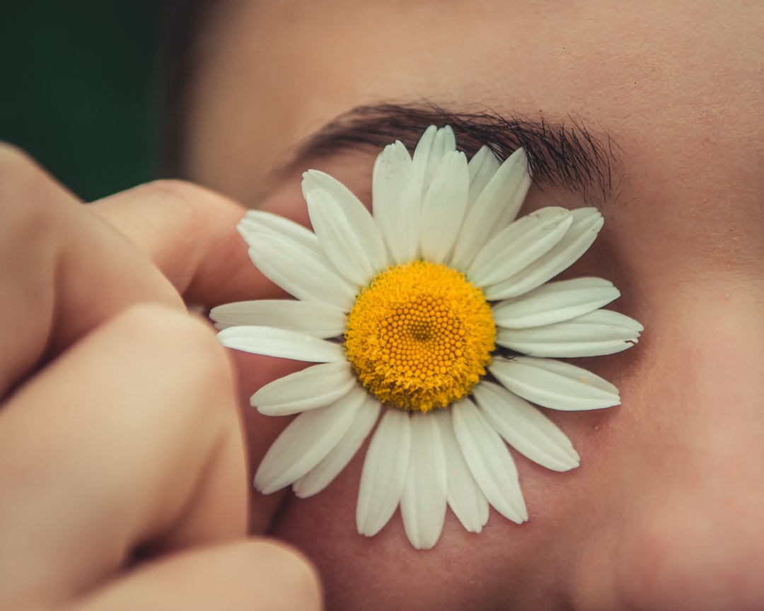 yellow daisy flower close-up photography