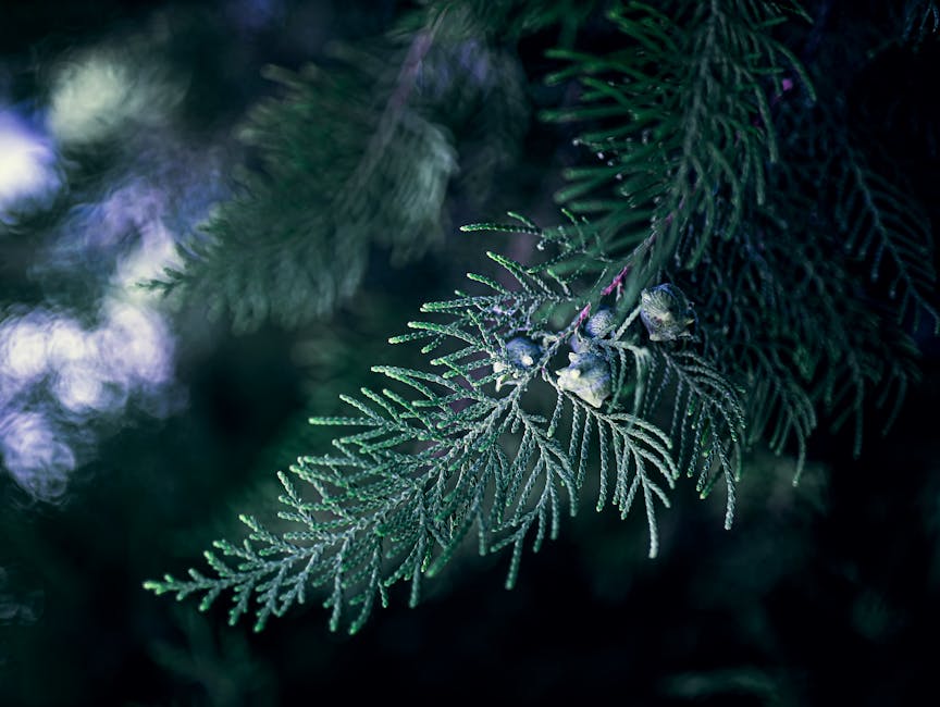 Detailed view of coniferous branches with pine needles in Antalya, Turkey.