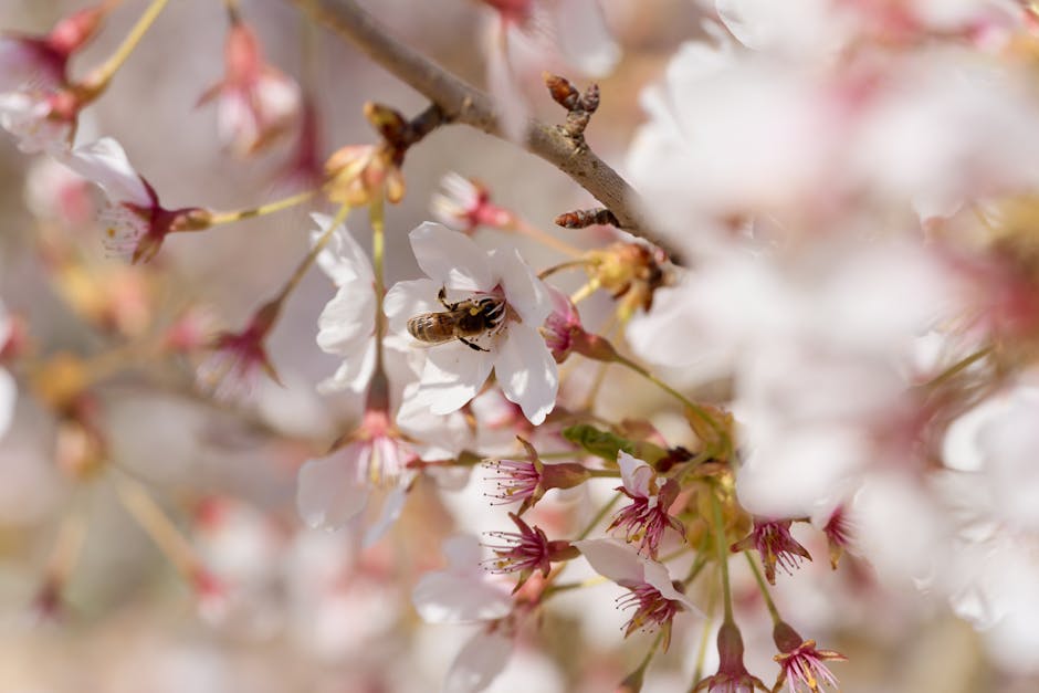 A honey bee collects nectar from a cherry blossom, showcasing springtime pollination.