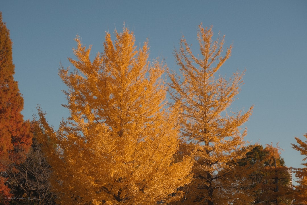 Golden autumn trees against a clear blue sky.