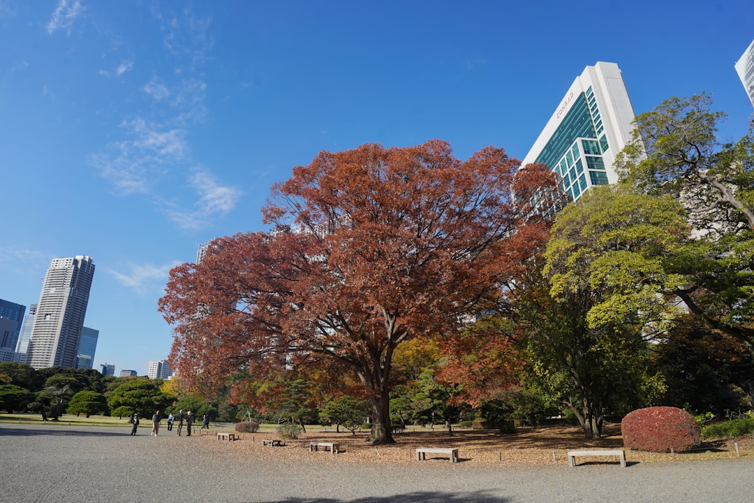 Autumn tree in a city park with modern buildings.