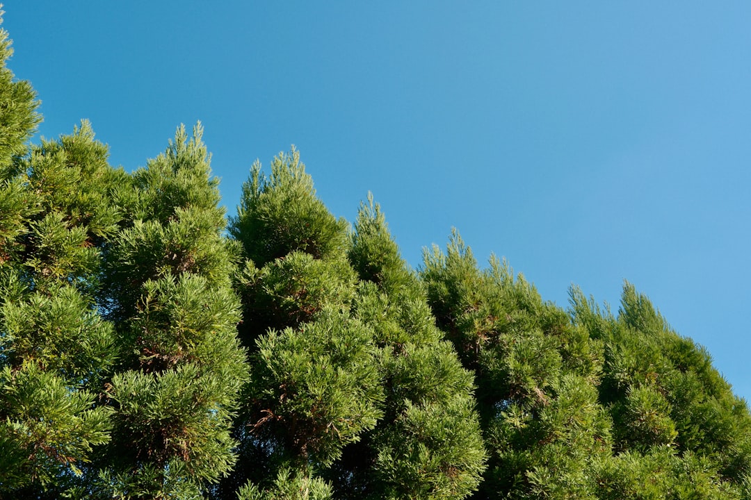 Green cypress trees against a clear blue sky
