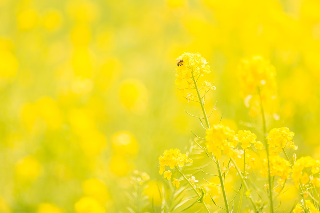 yellow flower in tilt shift lens