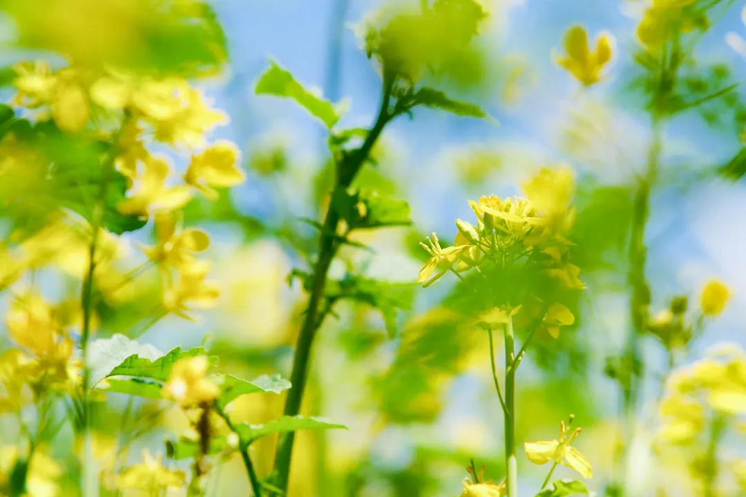 a field full of yellow flowers and green leaves