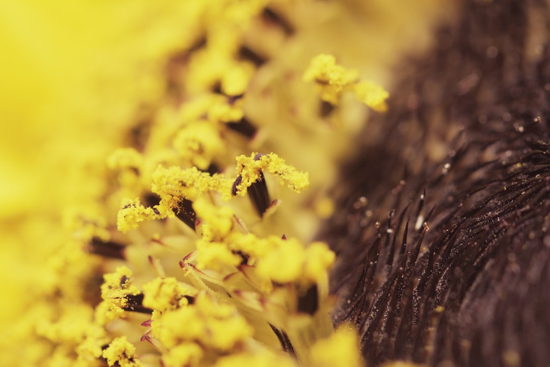 a close up view of a yellow flower