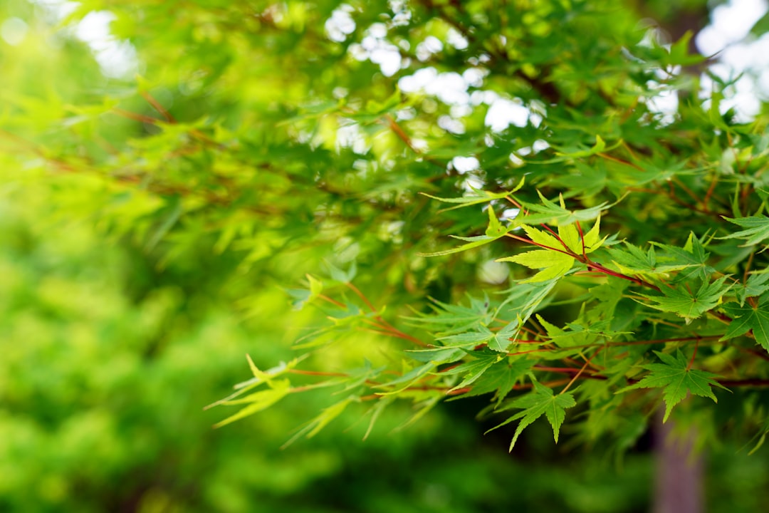 a close up of a tree with green leaves