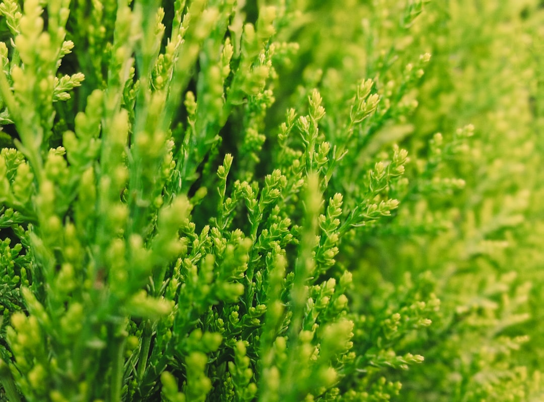 ヒノキ花粉症のイメージ、春の緑の花粉をつけた植物