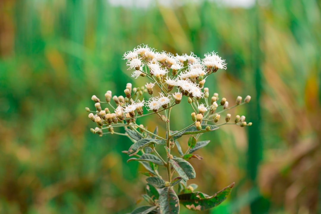 a close up of a plant with white flowers