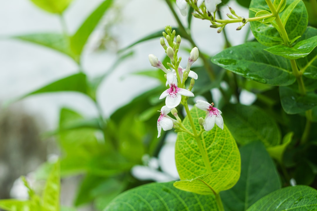 a plant with white flowers and green leaves