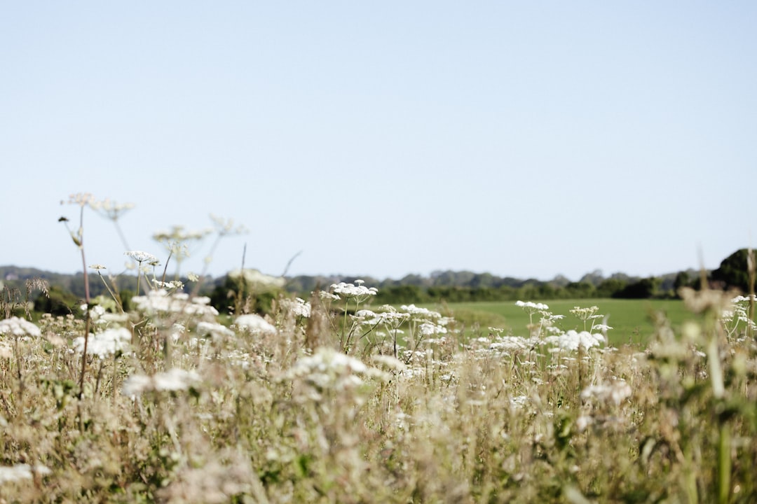 A field full of white flowers on a sunny day