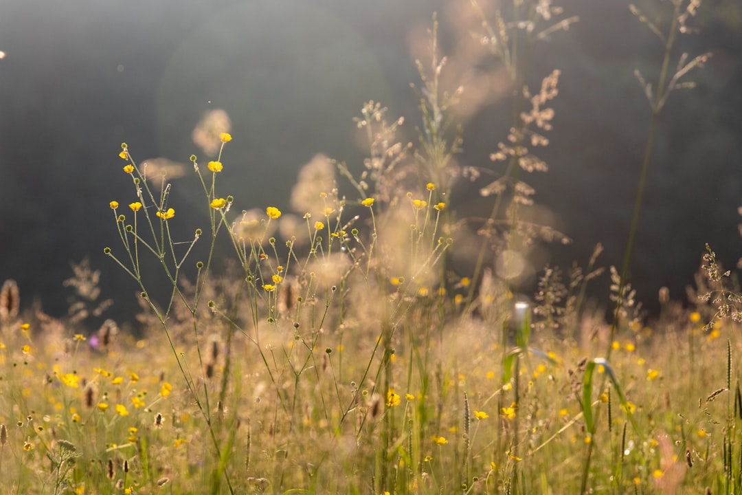 yellow flower in green grass field during daytime
