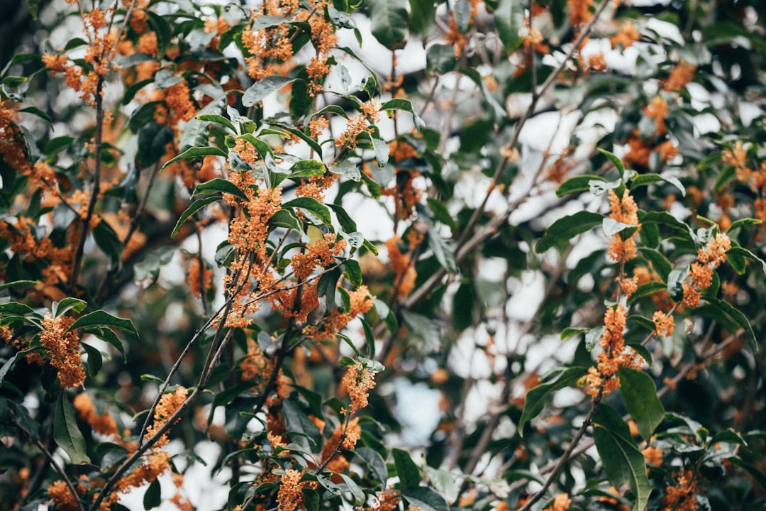A close up of a tree with orange flowers