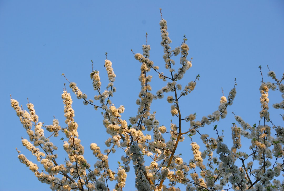a tree with white flowers in front of a blue sky