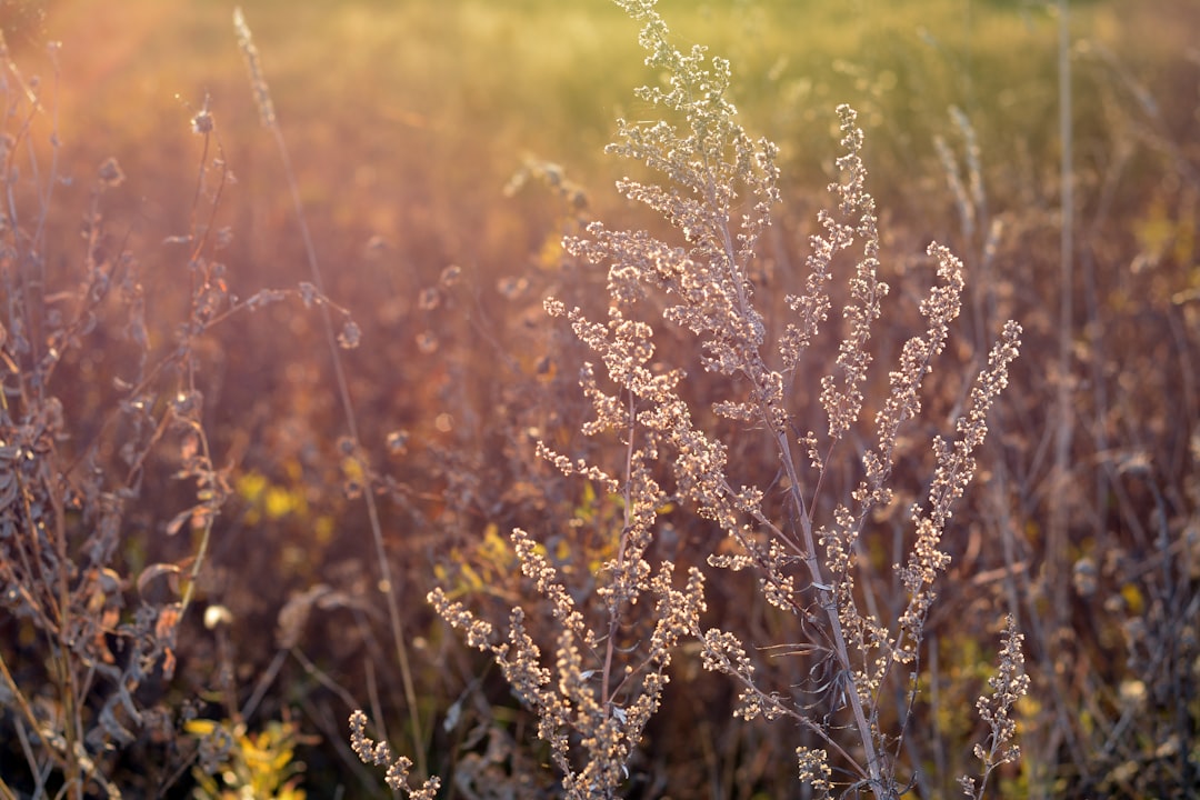 brown plant on green grass field during daytime