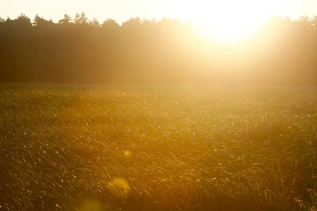 the sun is setting over a field of tall grass