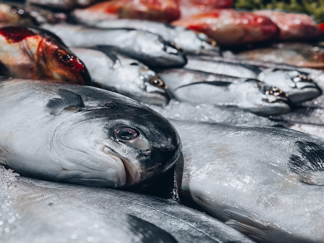 Fresh fish are displayed and ready to be sold.