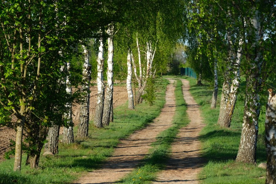 A tranquil dirt path lined with birch trees in a lush spring landscape.