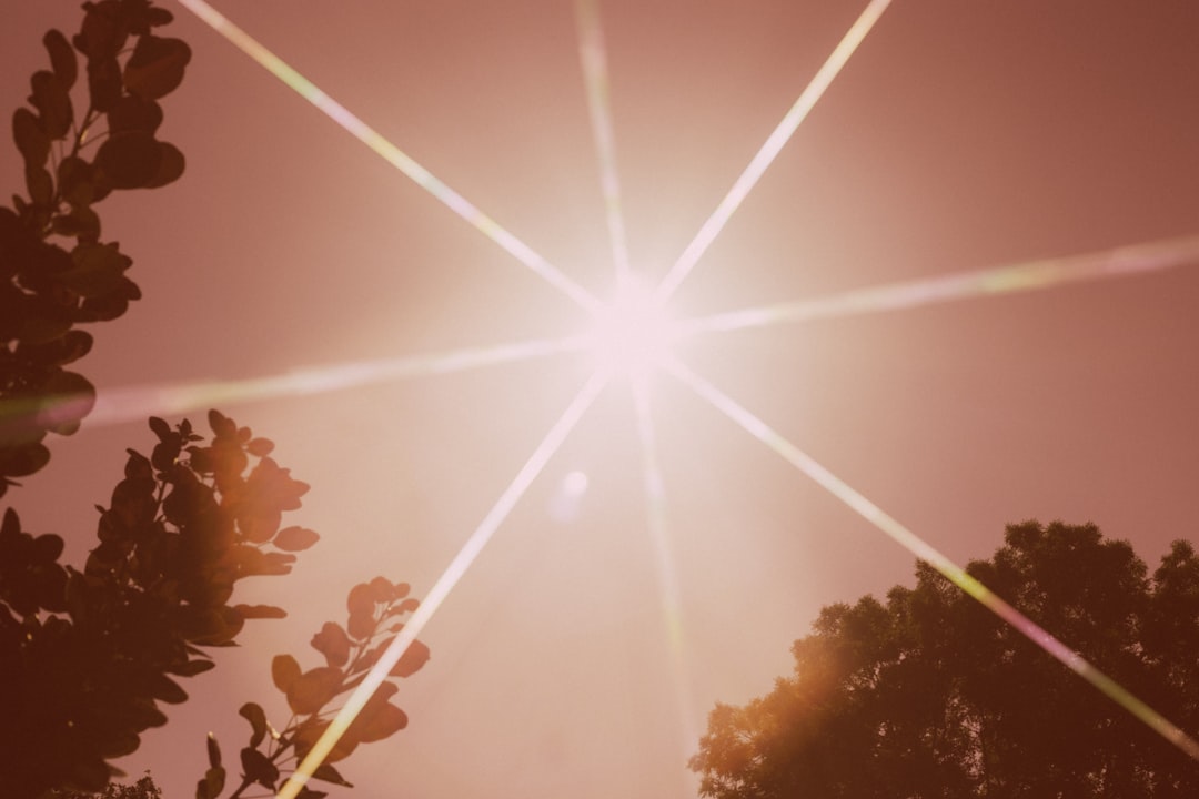 Sun with lens flare through silhouetted trees