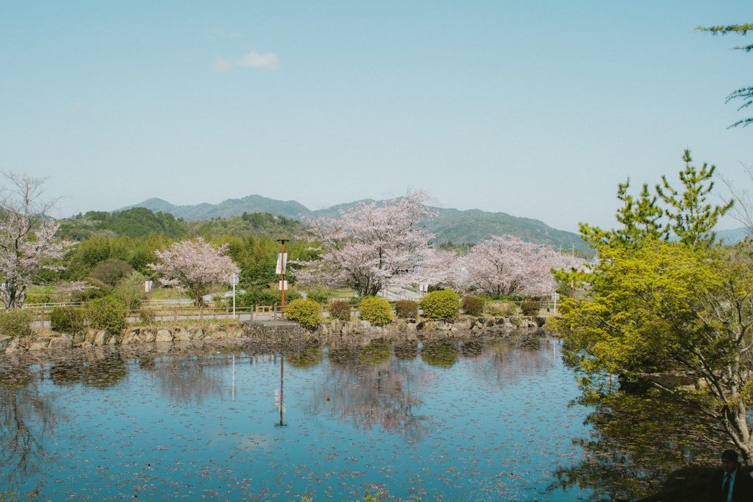 Cherry blossoms bloom by a tranquil lake with mountains.
