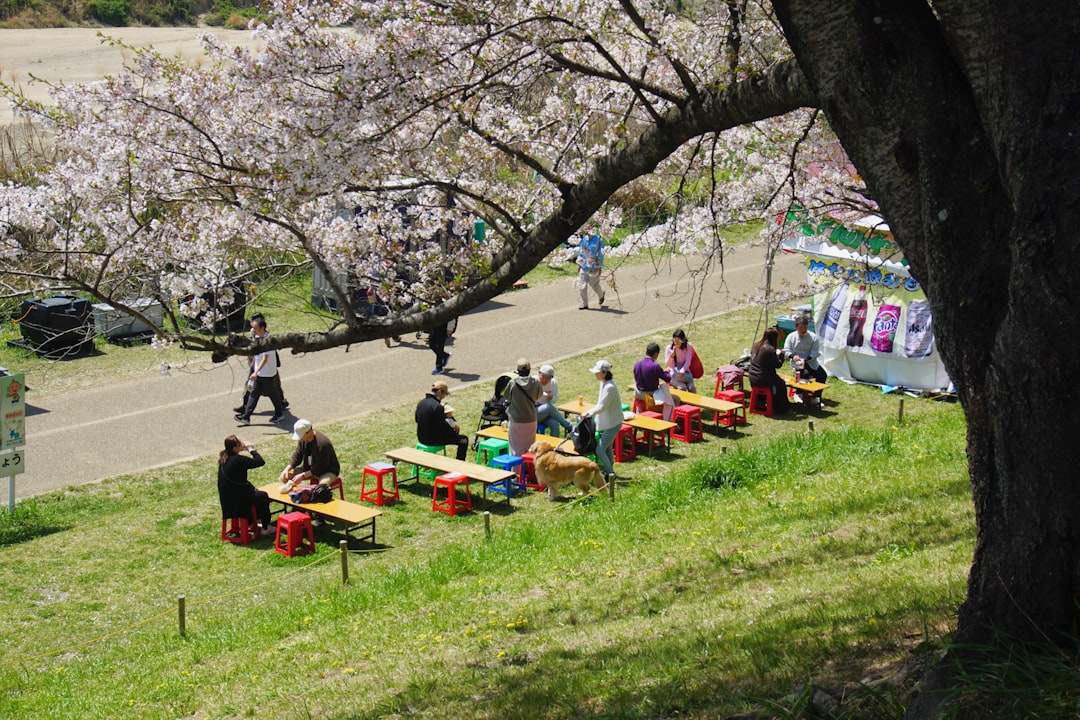 People sitting on benches under cherry blossoms