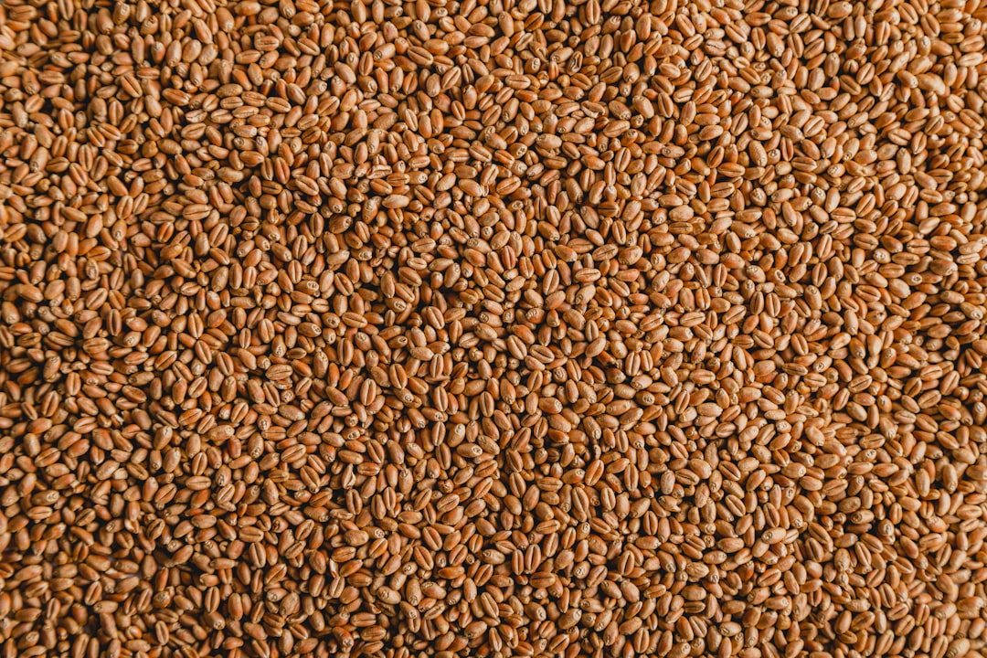 a close up of grains