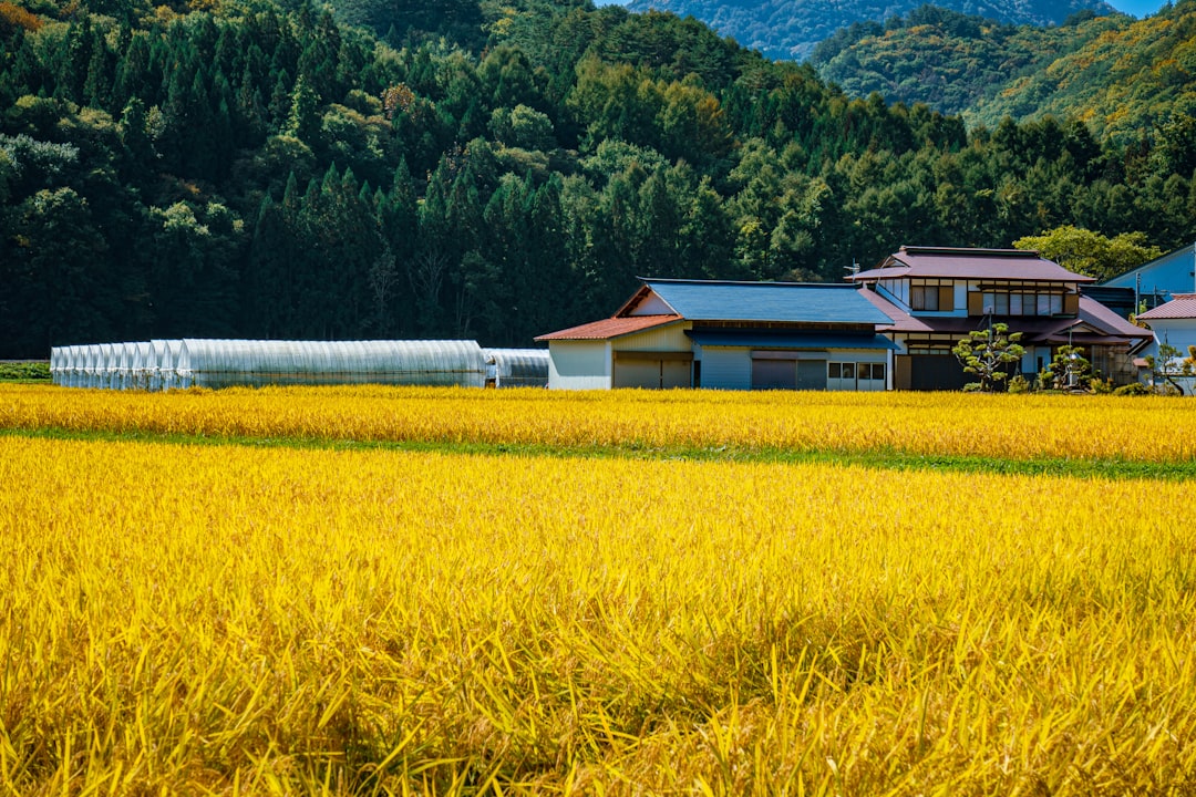 a field of yellow flowers with a house in the background