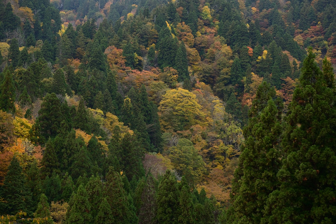 Dense forest with autumn foliage in varying colors