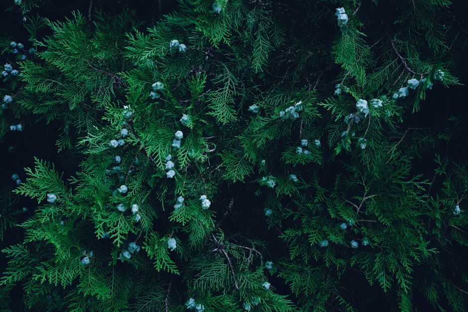 A detailed close-up of a vibrant green coniferous tree with pine cones, showcasing its natural texture.