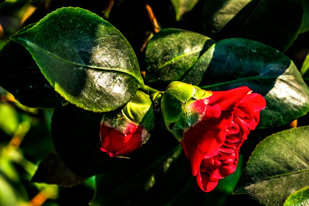 a red flower with green leaves in the background