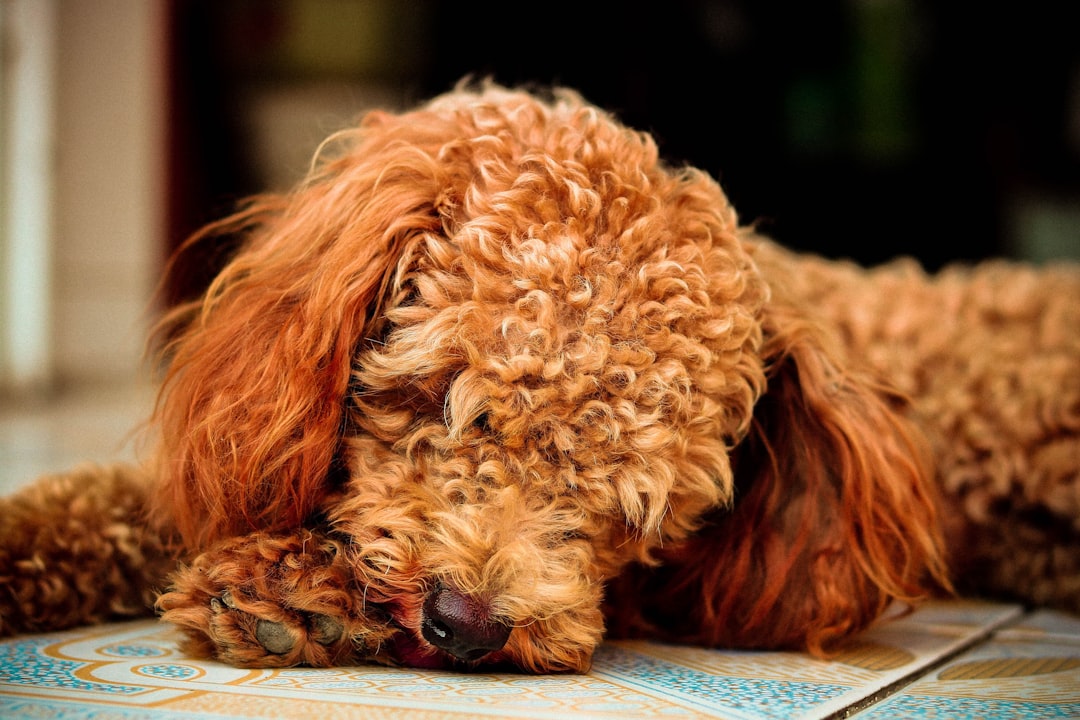 long-coated browb dog