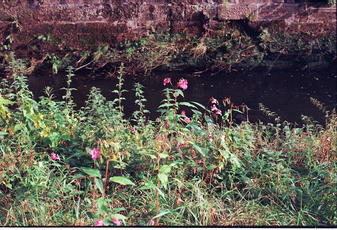 Wildflowers grow alongside a narrow stream