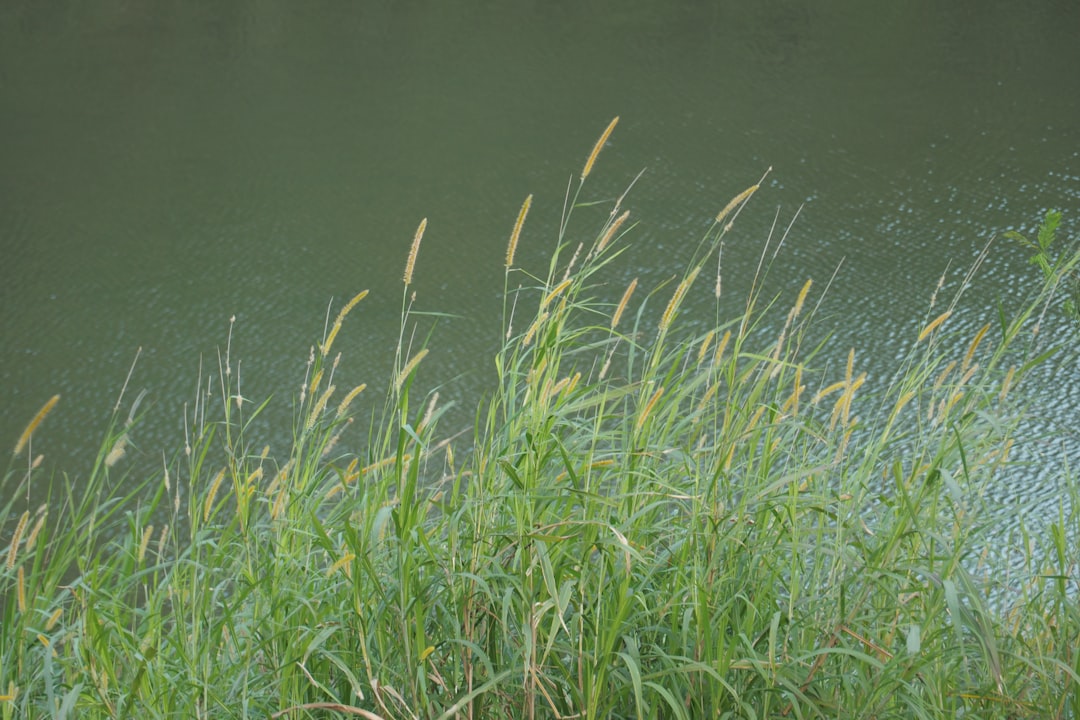 Tall green grass grows by a calm body of water
